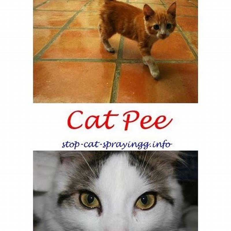What Smells Deter Cats From Peeing 