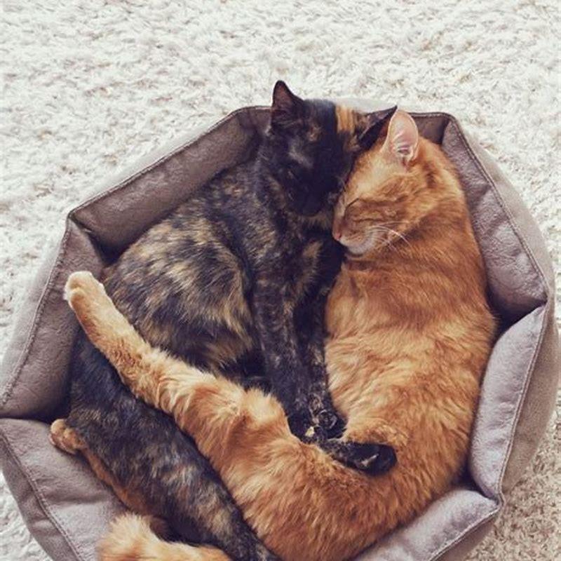 What time of year do cats get pregnant?