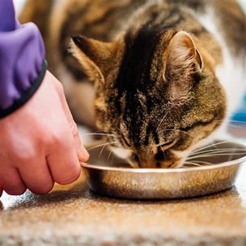 What to feed cat after vomiting? DIY Seattle