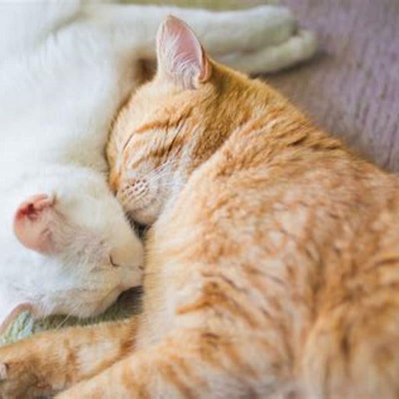 What triggers a cat to go into heat?