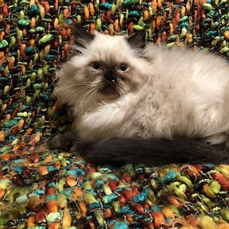 What two cats make a Himalayan cat?