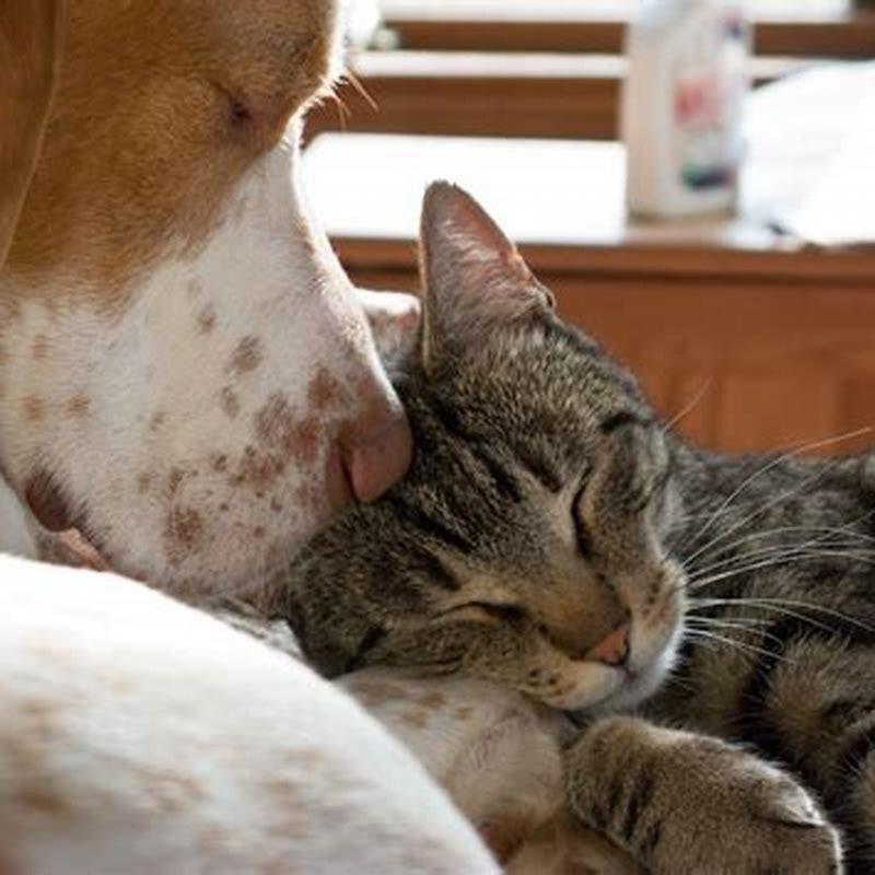 When cats are in heat do they lose their appetite?