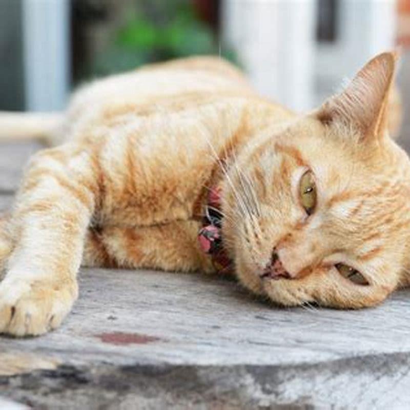 When should I be concerned about my cat throwing up?