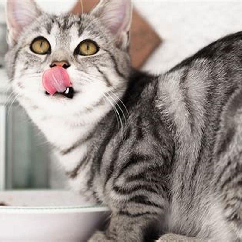 When should I switch from kitten to cat food?