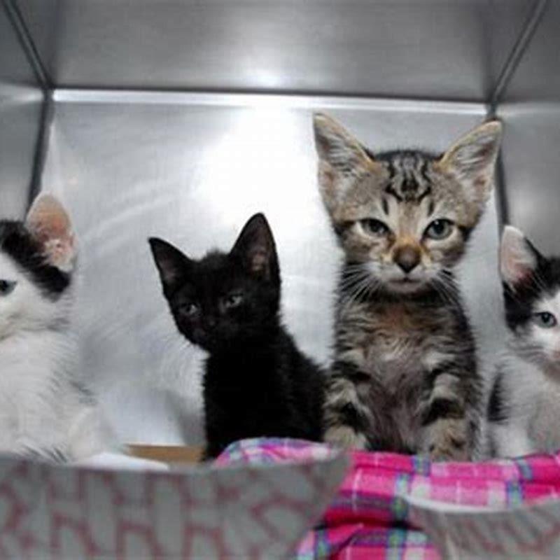 Where are rabies shots given in cats?