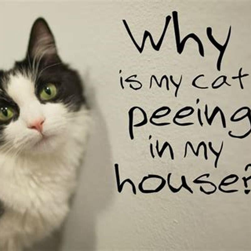 Where do cats pee in the house?