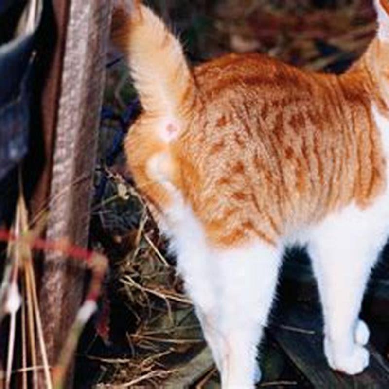 Housing Project Cats Face Eviction -- or Worse