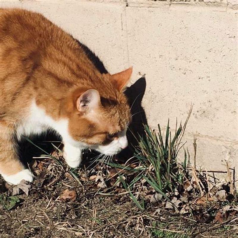 Where do you put plants so Cats wont eat?