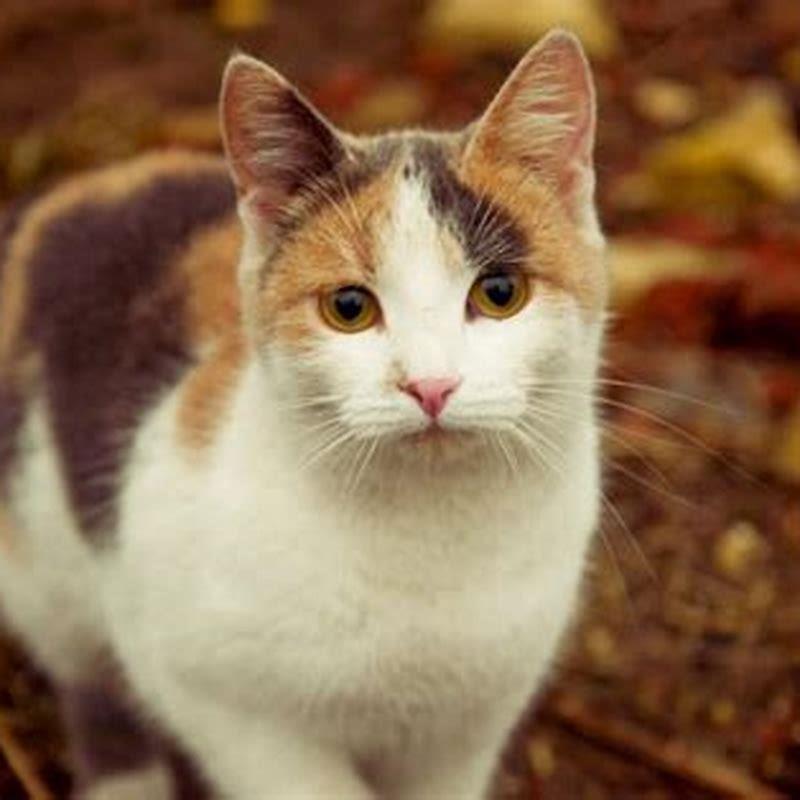 Why are all my cats kittens different colors?