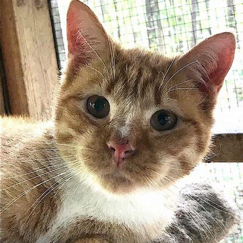 Why are cats so special?