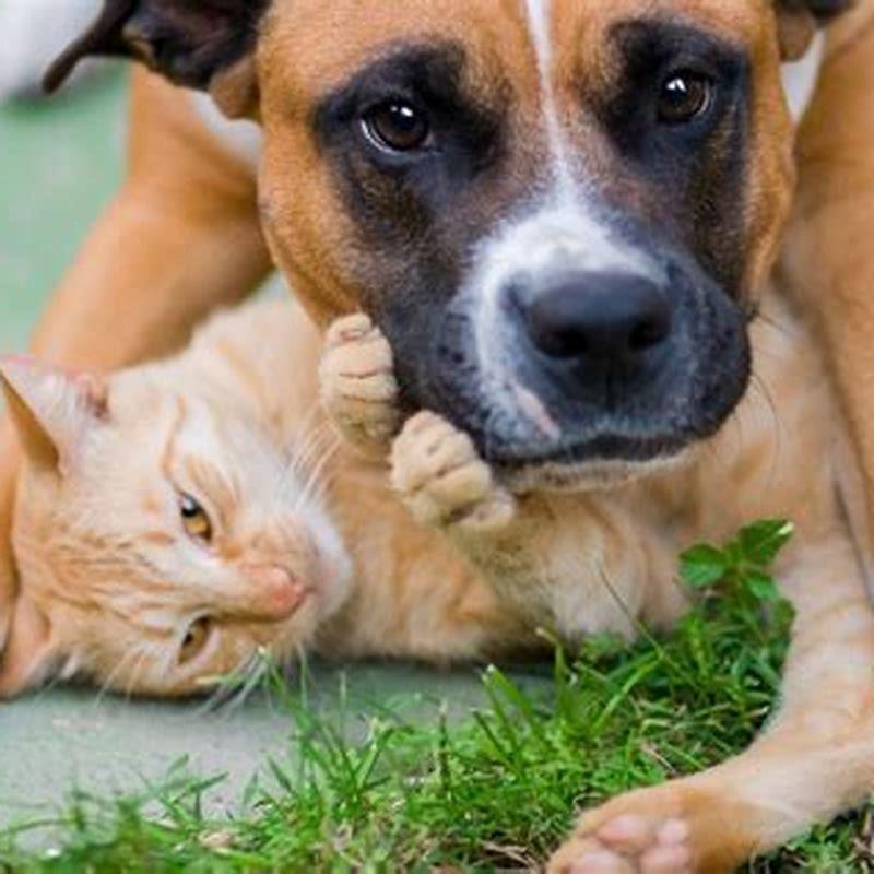 Why are dogs not friends with cats?