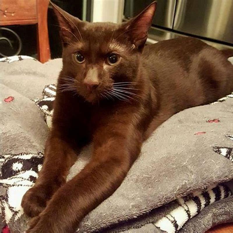 Why are Havana Brown cats rare?