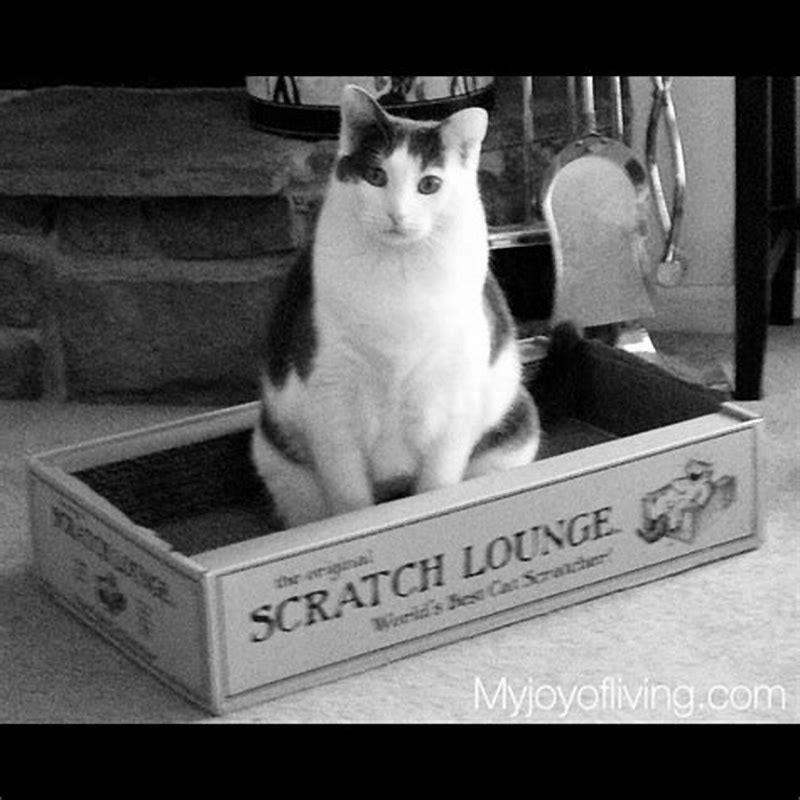 why-are-scratching-posts-good-for-cats-diy-seattle