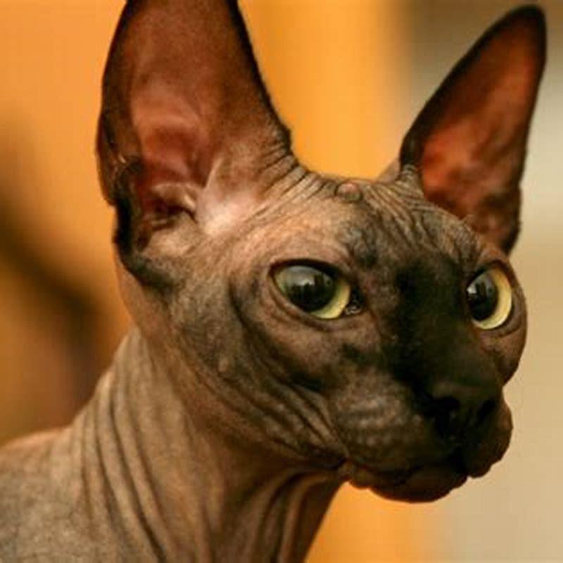 Why are Sphynx cats expensive?
