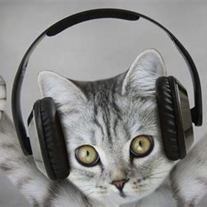 Why do a lot of cats like me?