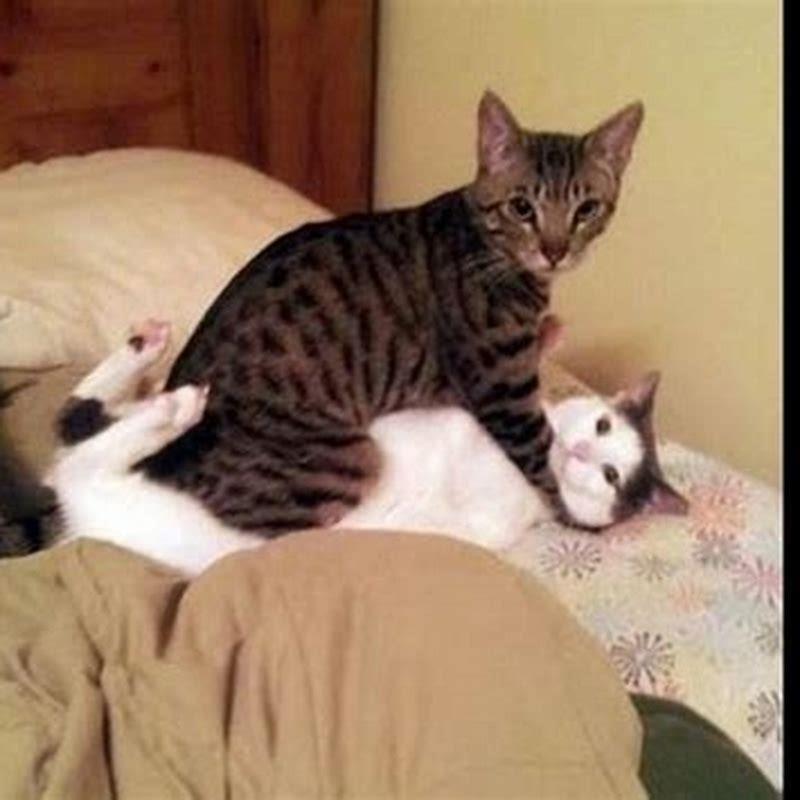 Why do cats act like hes starving?