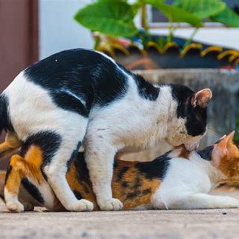 Why do cats attack after mating?