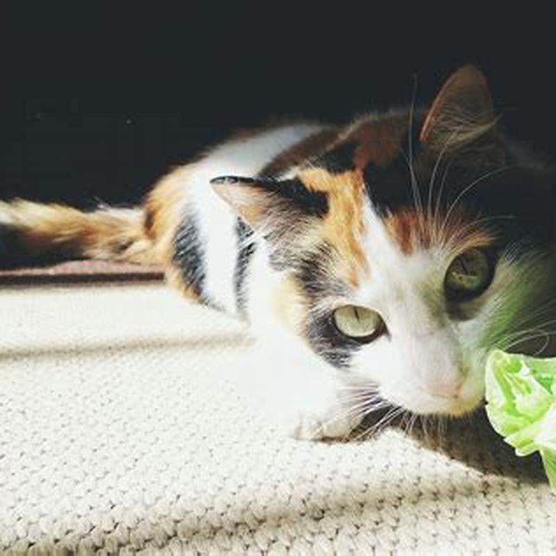 Why do cats chew on plastic? DIY Seattle