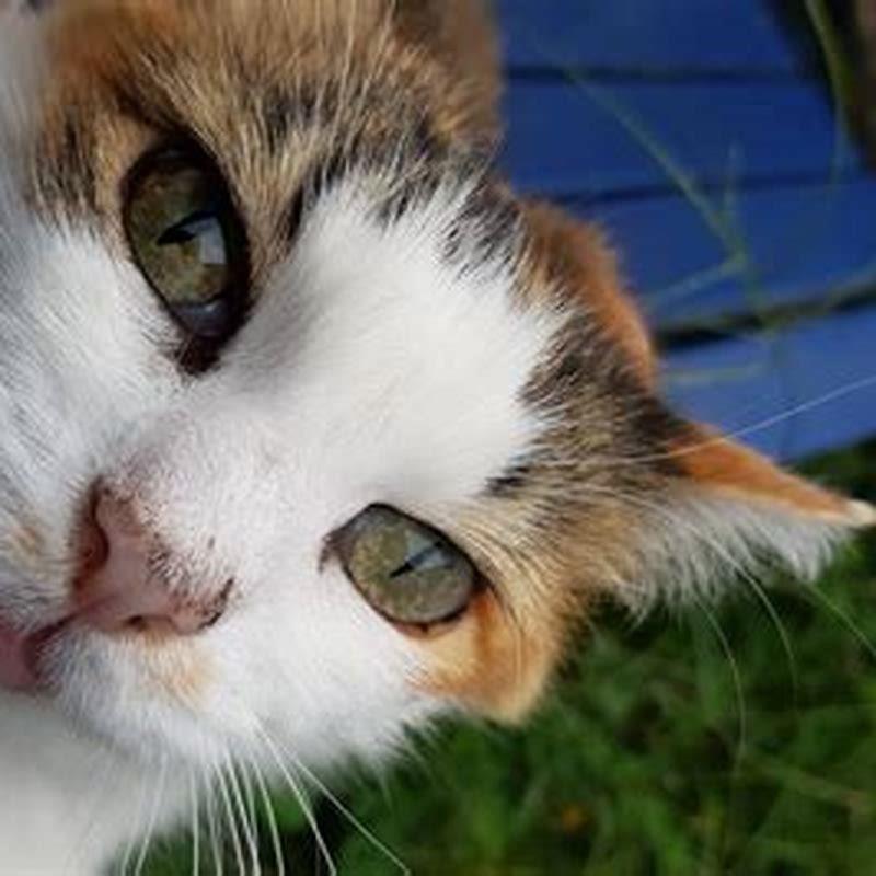 Why do cats eyes go from round to slits?