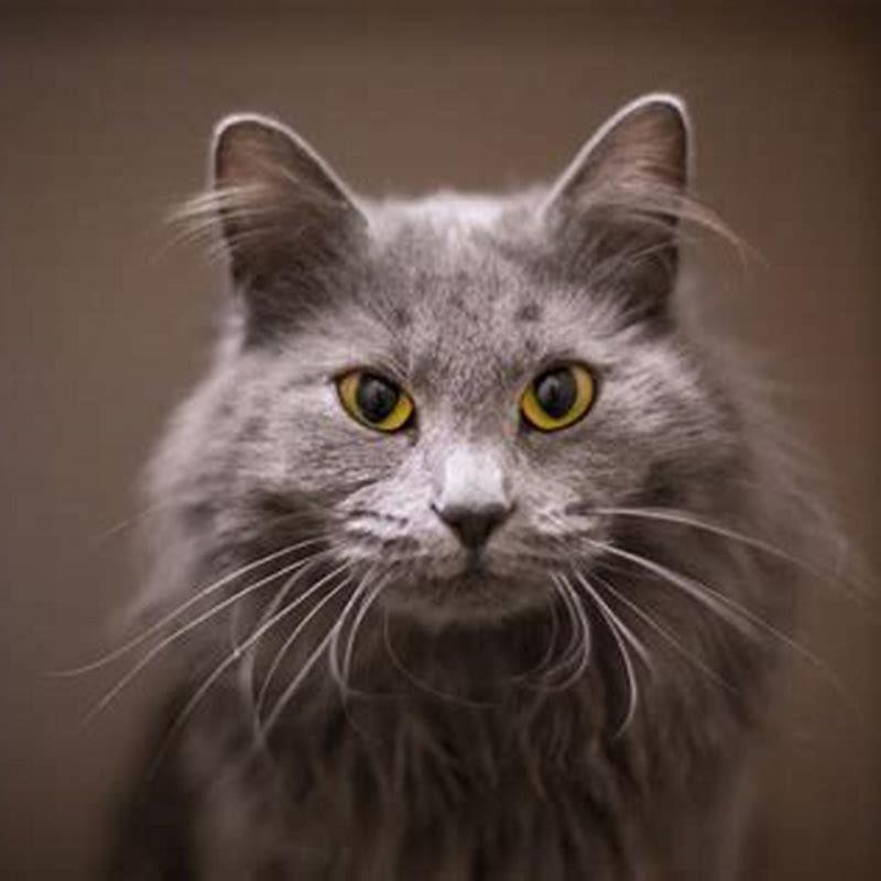 Why do cats have gaps in their ears?