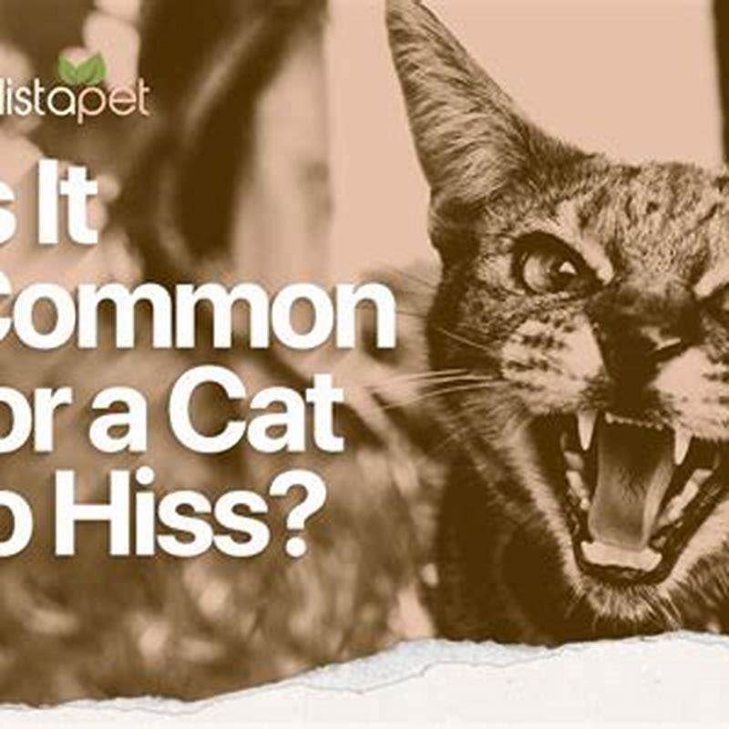 Why do cats hiss at dogs? - DIY Seattle