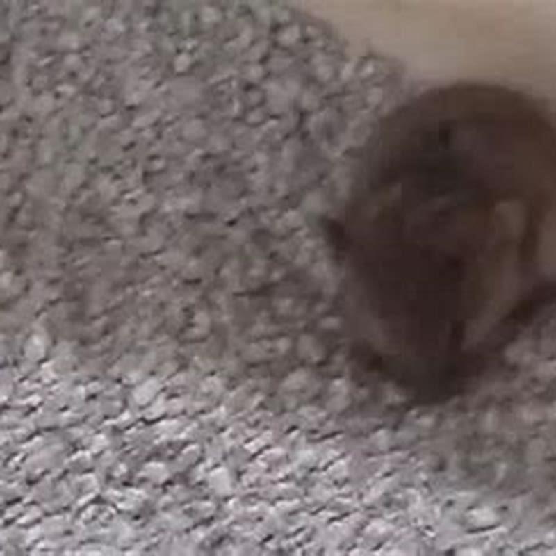 Why Do Cats Kill Mice But Not Eat Them DIY Seattle