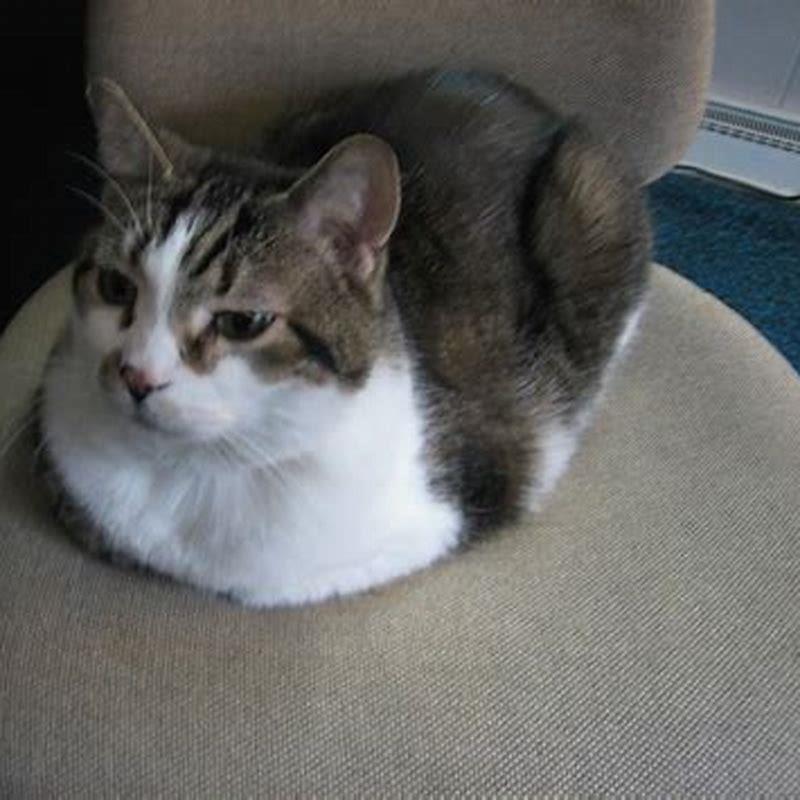 Why do cats lay on their paws?