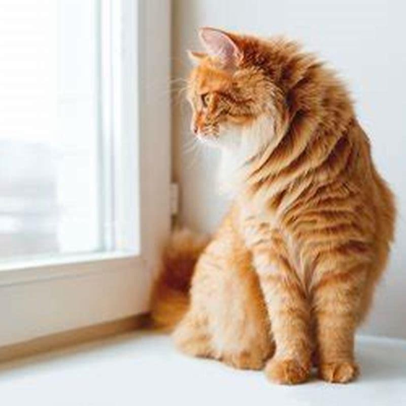 Why do cats like looking out the window at night?