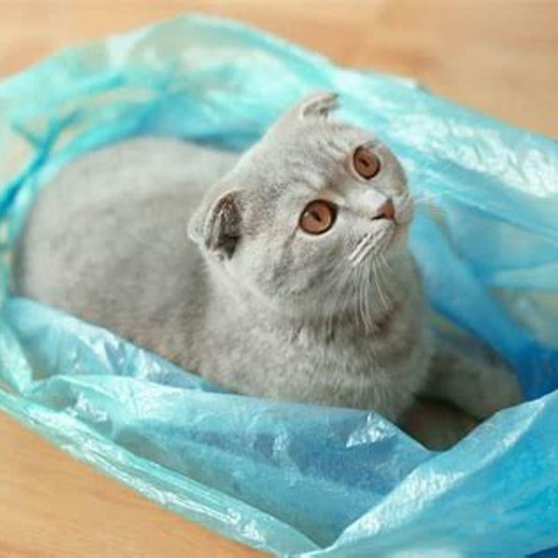 Why Do Cats Like Lying On Plastic Bags DIY Seattle