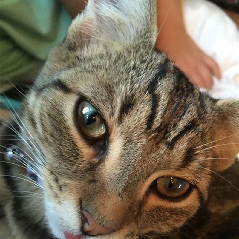 Why do cats like old ladies?