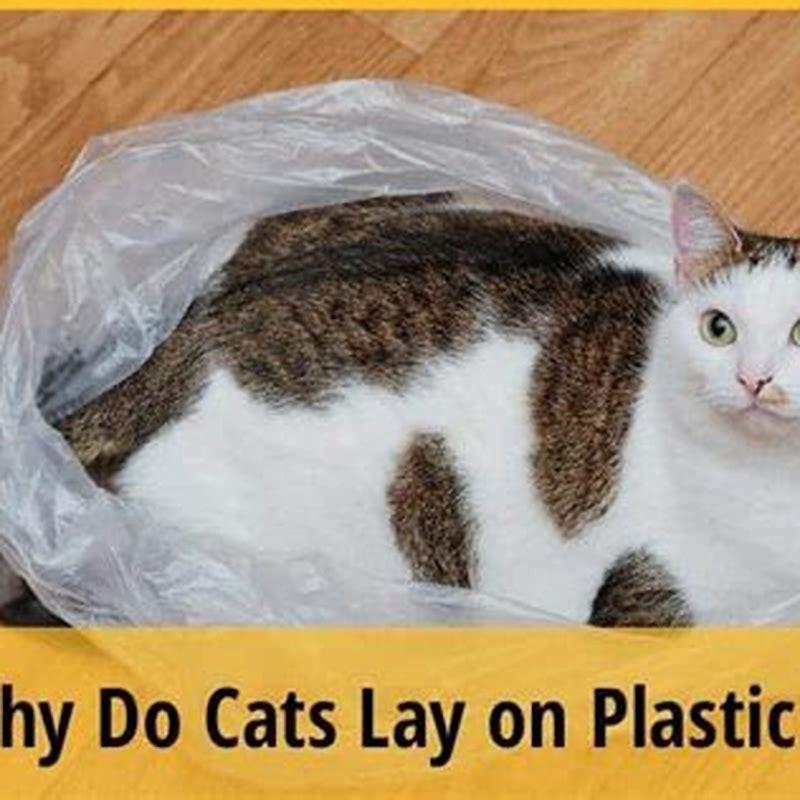 Why do cats like to lay on plastic bags? DIY Seattle