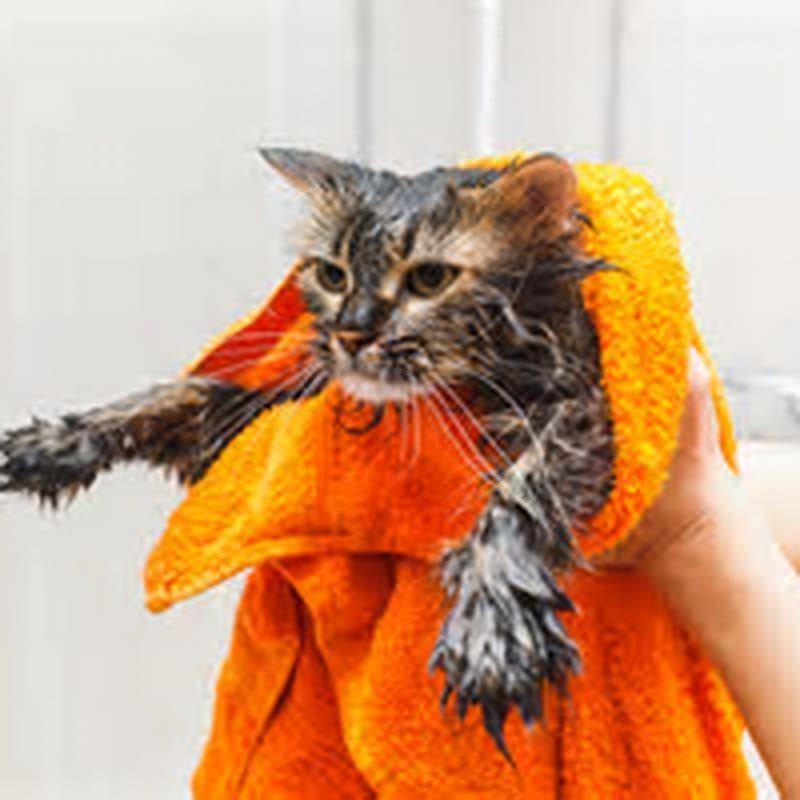 why-do-cats-not-like-water-wonderopolis-diy-seattle