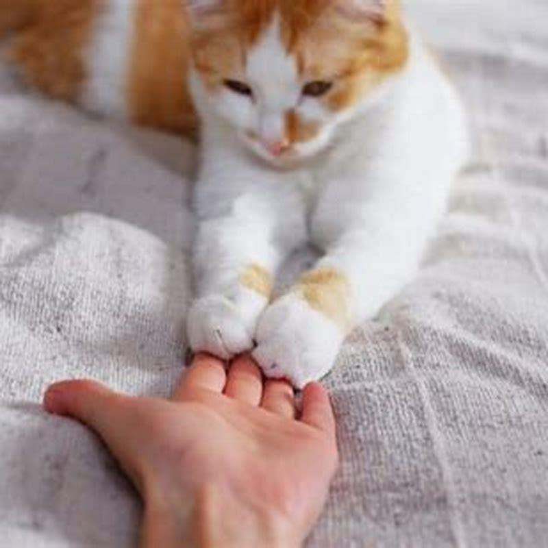 Why do cats paw at surfaces?