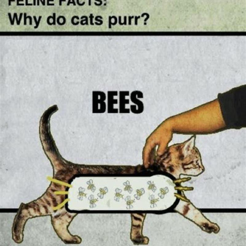 Why do cats purr bees meaning?