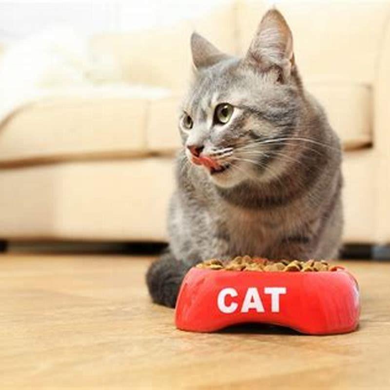 Why Do Cats Refuse To Eat DIY Seattle