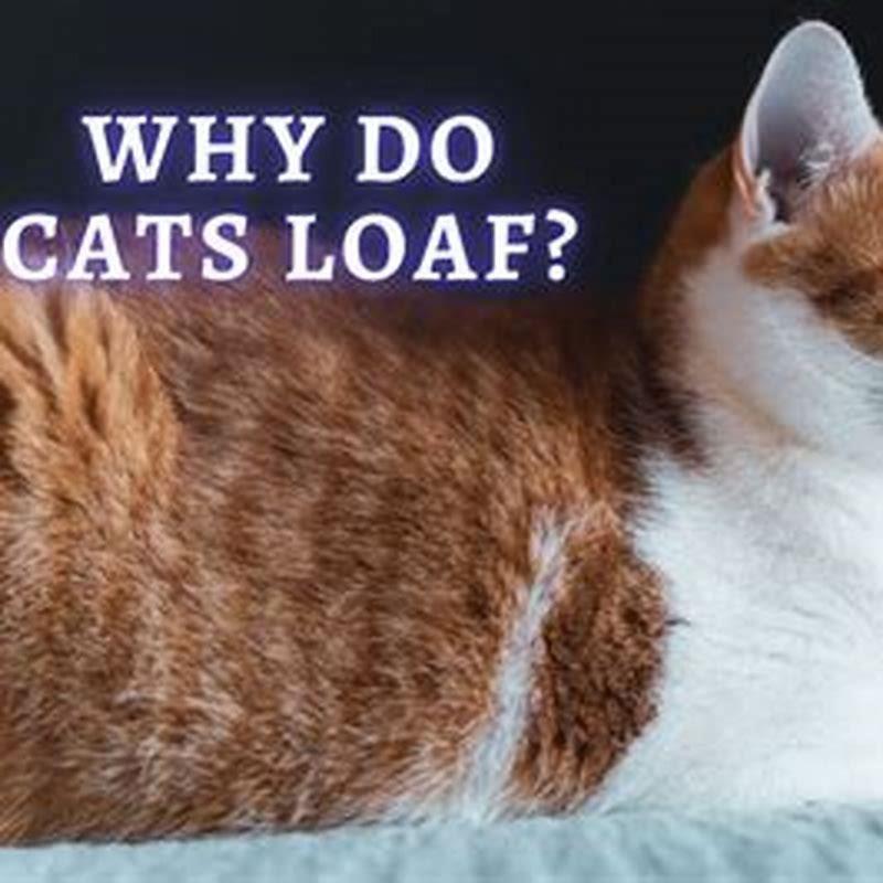 why-do-cats-sit-in-a-loaf-inverse-diy-seattle