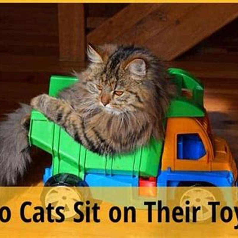 Why Do Cats Sit On Their Toys DIY Seattle
