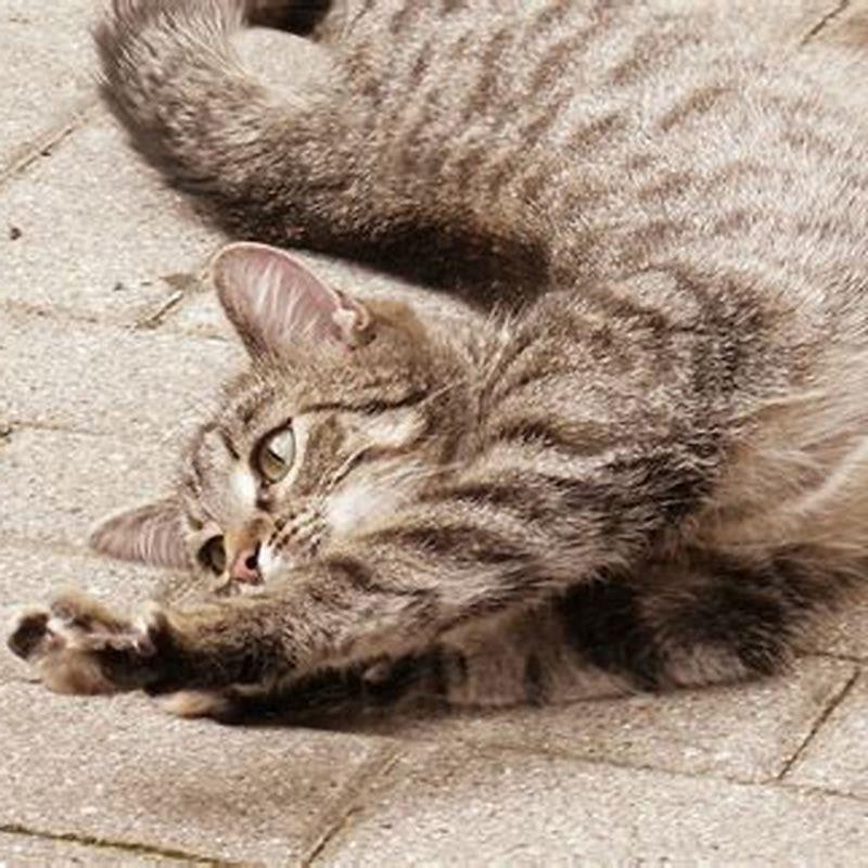 Why do cats stretch when you pick them up?