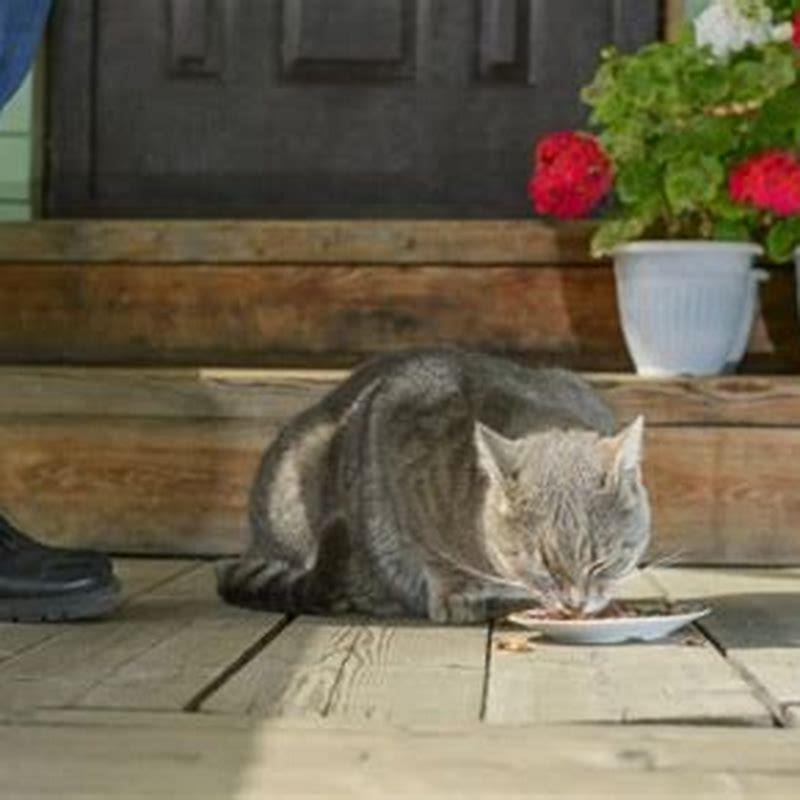 Why do cats suddenly jump?