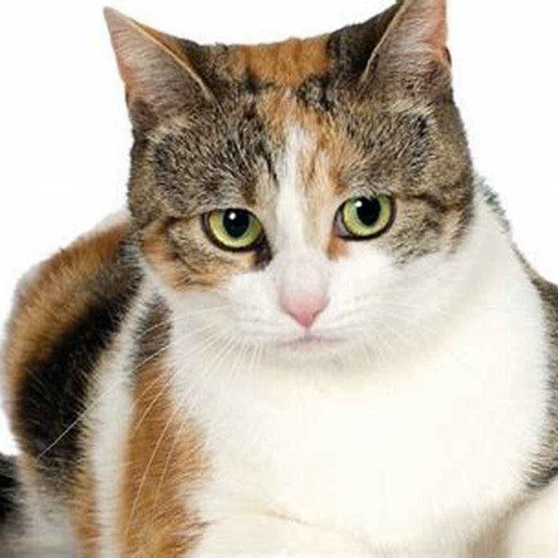 Why Do Cats Try To Take Your Breath Away DIY Seattle