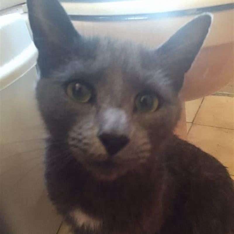 Why do cats want to be in the bathroom with you?