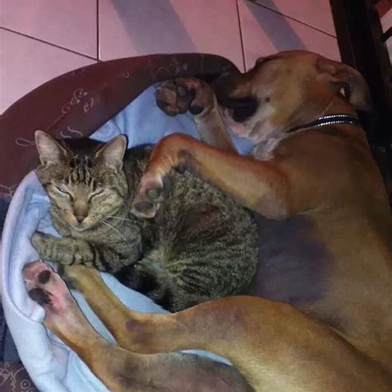 Why do dogs attack and kill cats?