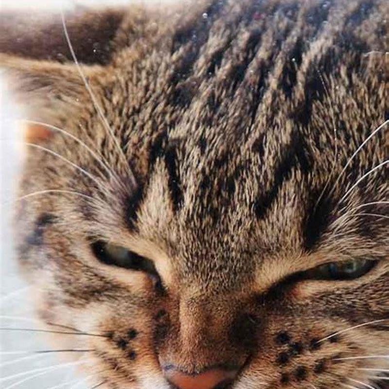 Why do friendly cats hiss?