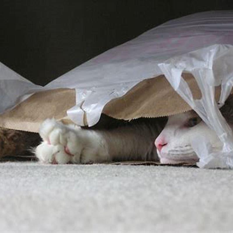 Why do my cats lick bags?