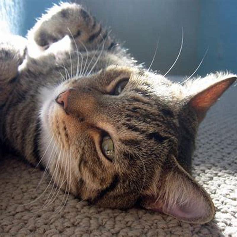 Why do some cats have snake eyes?