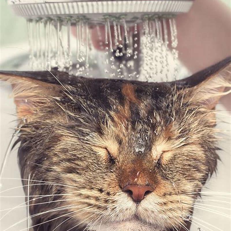 why-do-some-cats-like-water-and-some-don-t-diy-seattle