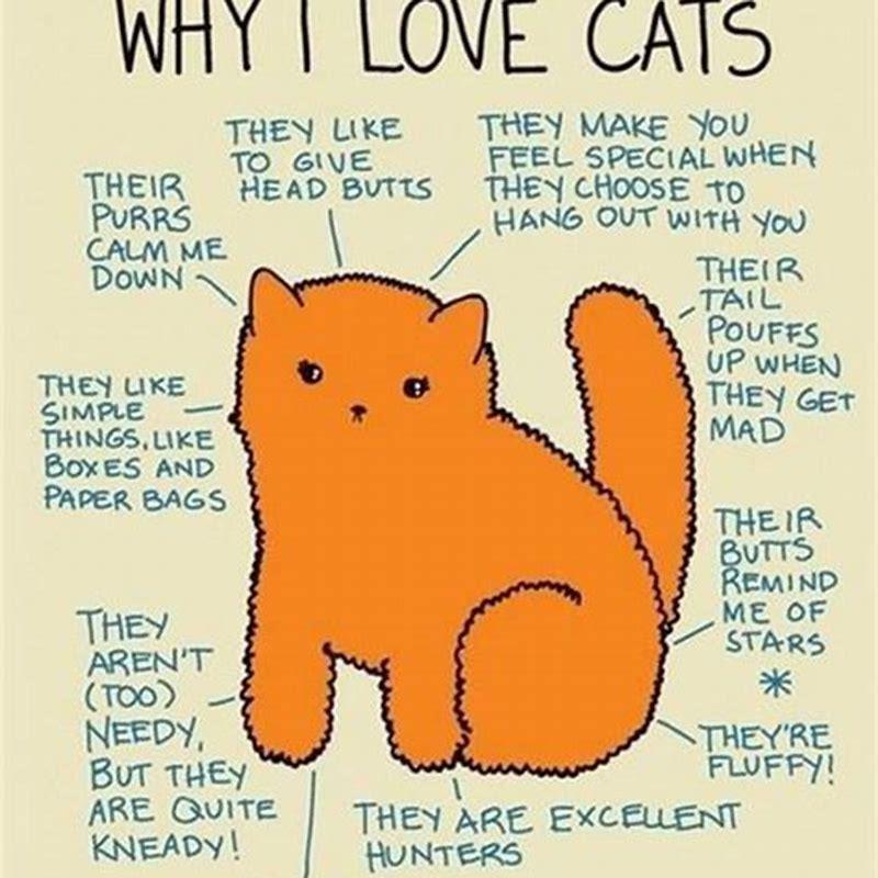 why do you love cats essay