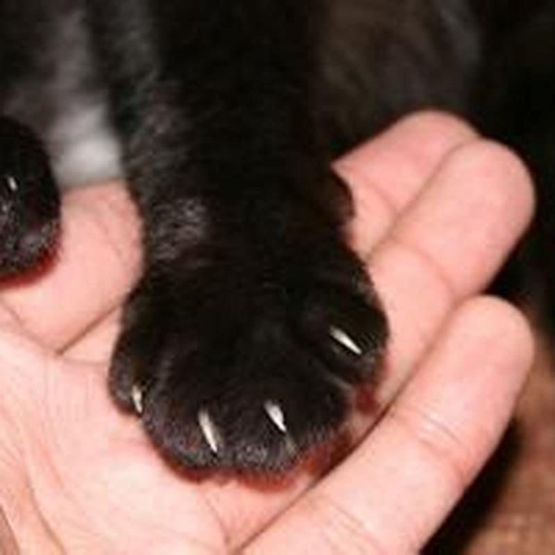 why-does-my-black-cat-have-white-paws-diy-seattle