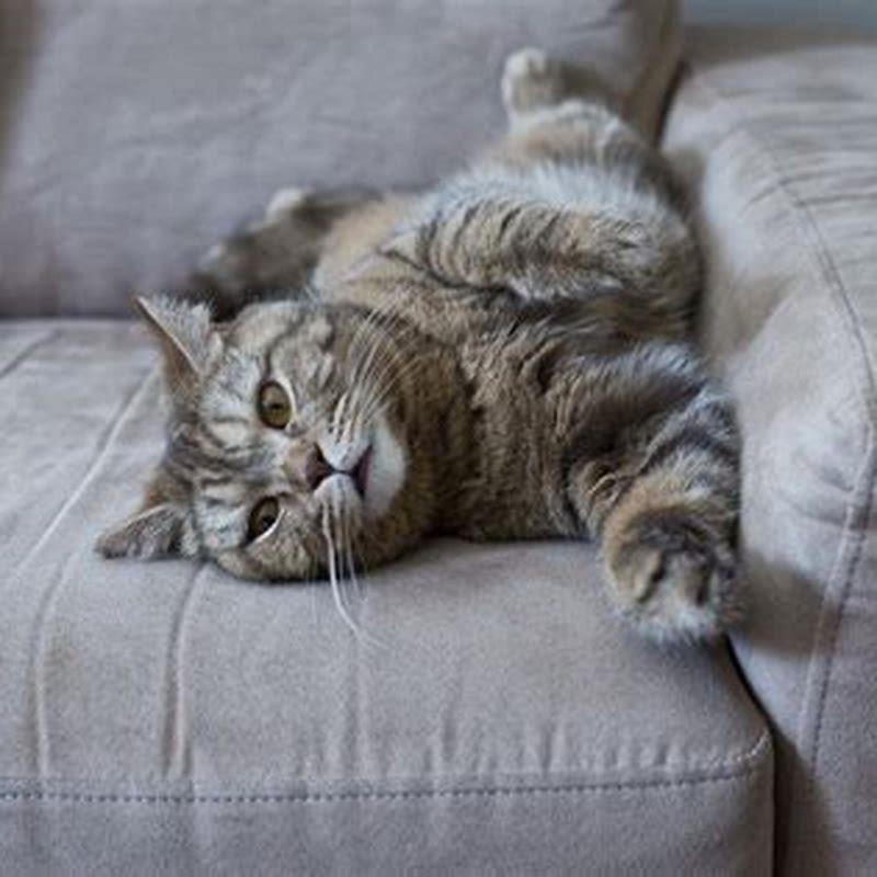 Why does my cat always take my spot when I get up?