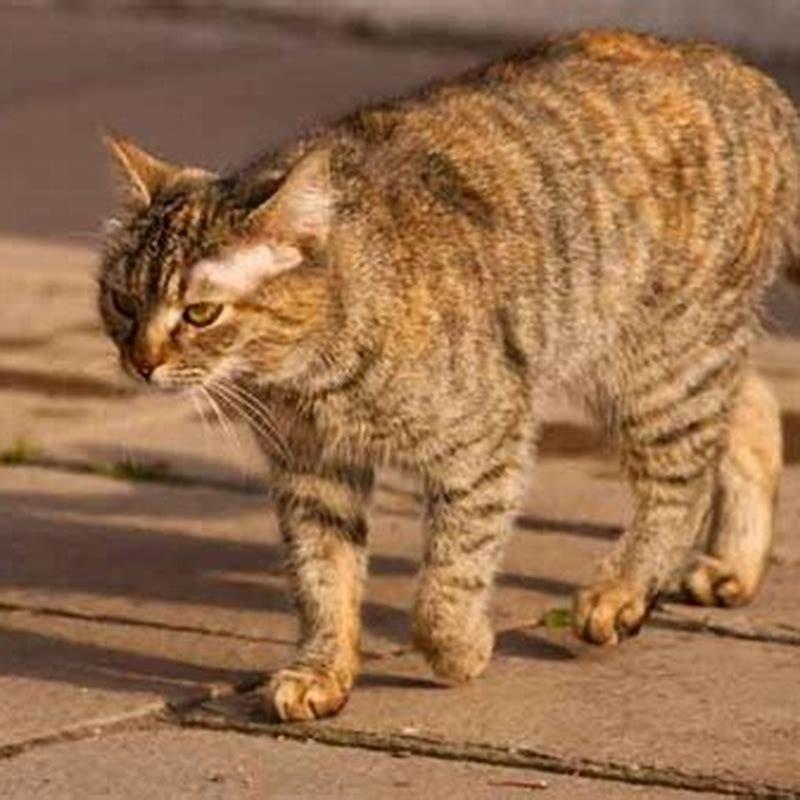 Why does my cat hate stray cats?